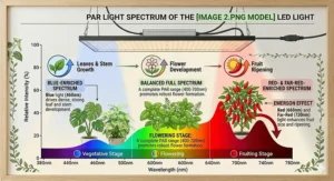 Diagram showing how a full spectrum grow light for indoor plants supports the different life cycles of house plants, from propagation and seedlings to mature flowering stages.