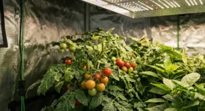 Comparison of plant growth stages under LED grow lights.