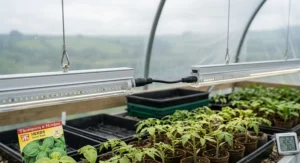 Young seedlings thriving under a T5 LED grow light bar in a greenhouse.
