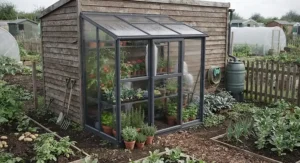 Compact lean-to greenhouse setup at an allotment, helping gardeners extend the growing season in the UK climate.