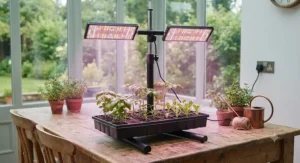 A sleek tabletop adjustable height grow light stand illuminating a propagation tray of young vegetable plants.