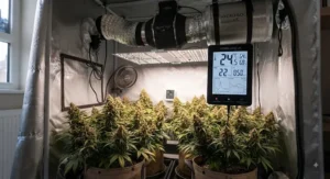 Mature plants in the flowering stage inside a heavy-duty best grow tent kit.