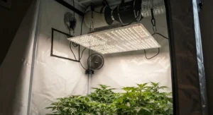 Close-up of high-efficiency LED grow lights installed inside a top-rated grow tent kit.