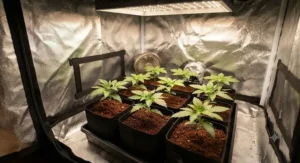 Healthy green cannabis seedlings thriving under LED lighting inside a compact 60x60 grow tent.