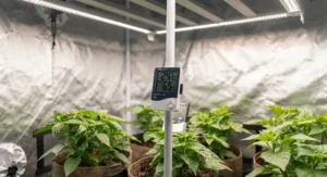 A digital hygrometer displaying temperature and humidity levels inside a grow tent for beginners to monitor climate conditions.