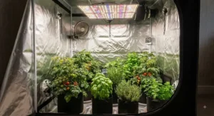 Thriving tomato and herb plants growing inside a spacious medium grow tent.