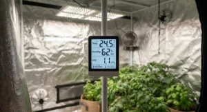Display of a digital thermometer inside a medium grow tent, showcasing stable climate control for British gardeners.