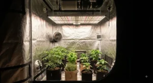An efficient medium grow tent interior featuring full-spectrum LED lighting for indoor plant growth.