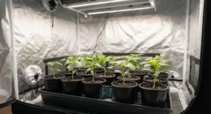 Healthy young seedlings thriving in small pots under proper lighting inside a compact grow tent for beginners.