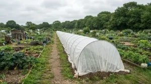 A long cloche tunnel made from the best horticultural fleece on an allotment plot