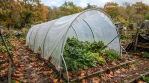 Autumn harvest prep using a cloche tunnel for vegetables to extend the growing season