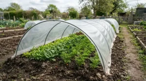 A low cloche tunnel for vegetables sheltering organic carrots and salad leaves in spring