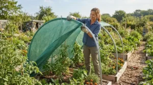 Installing shade netting for greenhouse use on a domestic polytunnel during a sunny British afternoon