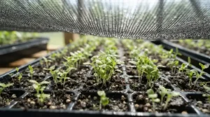 Using shade netting for greenhouse crops to provide scorch protection during a heatwave