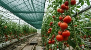 Greenhouse tomato plants protected by fitted shade netting for greenhouse temperature control